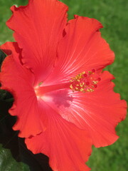 Zbliżenie na czerwone kwiaty hibiskusa © Kumulugma