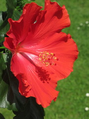 Zbliżenie na czerwone kwiaty hibiskusa © Kumulugma