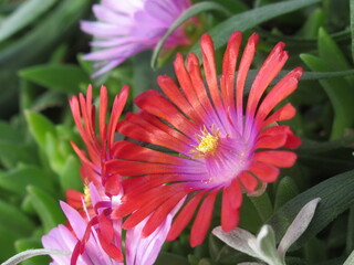 Zbliżenie na kwiaty rośliny z gatunku delosperma © Kumulugma