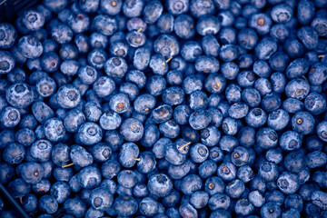 Freshly picked organic blueberries in fruit crates prepared for selling on a market.