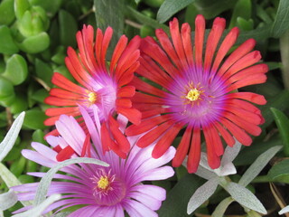 Zbliżenie na kwiaty rośliny z gatunku delosperma © Kumulugma