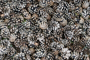 Dry pine cones scattered on the ground in natural forest environment showing rustic autumn texture and seasonal detail in outdoor woodland setting. Closeup macro view of dry pine cones on the ground