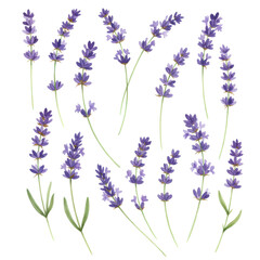 Obraz premium Watercolor lavender sprigs in a delicate floral arrangement isolated on white background