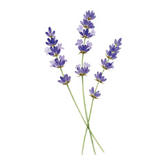 Obraz premium Watercolor painting of three lavender sprigs isolated on white background