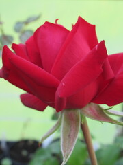 Zbliżenie na czerwone róże © Kumulugma