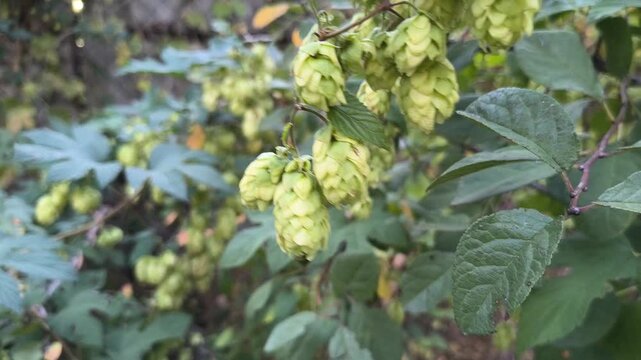 Green hop cones hang from reddish-brown vines, surrounded by lush leaves. The clustered cones are in various stages of maturity, bathed in soft sunlight&mdash;a fresh, 