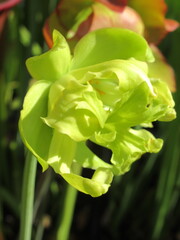 Zbliżenie na żółte kwiaty rośliny z gatunku sarracenia © Kumulugma