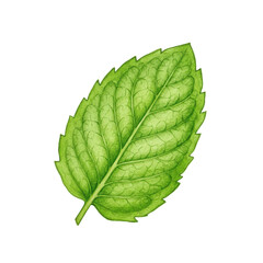 Obraz premium Detailed watercolor illustration of a single fresh green mint leaf isolated on white background