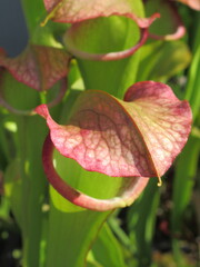 Zbliżenie na kaptury rośliny z gatunku sarracenia
