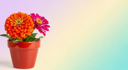 Fototapeta premium A red pot holds orange pink zinnias against a blended pastel background