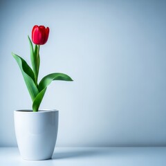 A red tulip in a white pot stands on a surface against a light blue wall