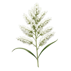 Fototapeta premium Elegant watercolor illustration of a foxtail grass plant with delicate white seed heads isolated on white background