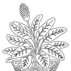 A ox tongue plant illustration vector style coloring book
