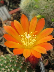 Zbliżenie na pomarańczowe kwiaty kaktusów © Kumulugma