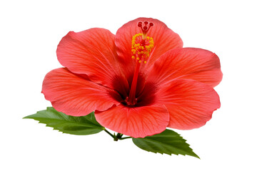 Vibrant red hibiscus flower with green leaves isolated on transparent background