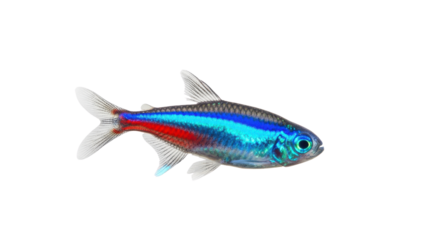 Elegant long sleeve wedding dress in ivory isolated PNG with Transparent Background