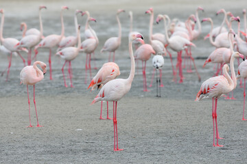 A single and a flock of greater flamingos (Phoenicopterus roseus) are photographed close-up on the sand of the bay