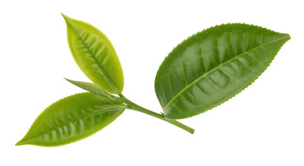 Obraz premium Isolated tea leaves sprig arrangement, perfect for herbal beverage mockups and designs