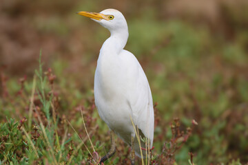 Close-up portrait of a western cattle egret (Ardea ibis) against a blurred background