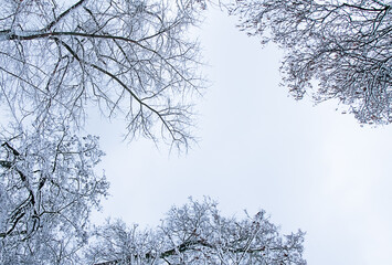 Snow covered trees in winter forest bottom to top view