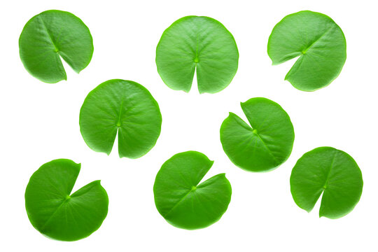Collection of green lily pads isolated on transparent background