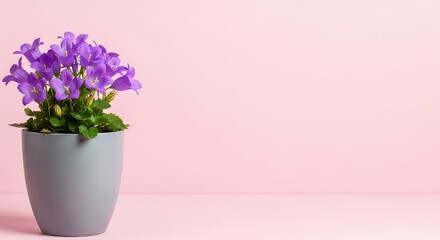 Naklejka premium Potted purple flowers in a gray pot against a pink backdrop