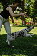 A red merle border collie puppy jumps in the air during playtime with a woman holding a rope toy. Happy dog playing outdoor.