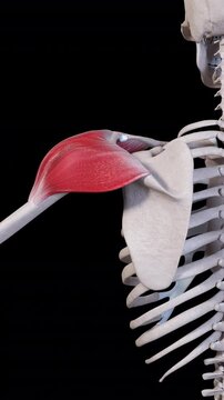 Deltoid Muscle Movement Back View Vertical Video