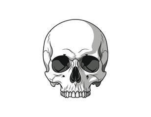 Obraz premium Detailed Illustration of a Human Skull on a White Background, Perfect for Halloween Designs, Medical Concepts, or Gothic Themes