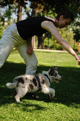 A red merle border collie puppy jumps in the air during playtime with a woman holding a rope toy. Happy dog playing outdoor.