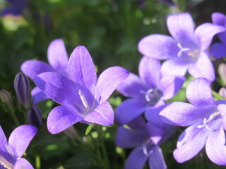 Zbliżenie na kwiaty fioletowego dzwonka © Kumulugma