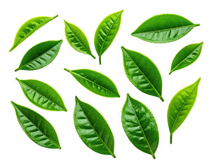 Fresh tea leaves arranged in a circular pattern