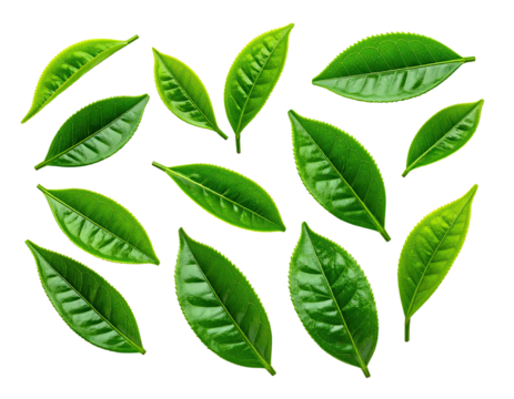 Fresh tea leaves arranged in a circular pattern