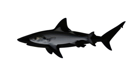 Obraz premium Shark swimming in the ocean isolated PNG with Transparent Background
