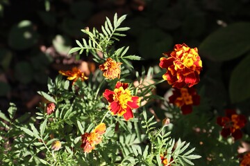 Bright red and yellow marigolds against a backdrop of green leaves — decorative autumn flowers for packaging, postcards, floristry, gardening blogs, and seasonal design.