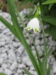 Zbliżenie na kwiat rośliny z gatunku Leucojum  © Kumulugma