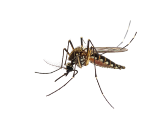 Close-up of a mosquito