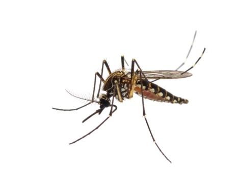 Close-up of a mosquito