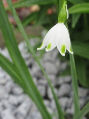 Zbliżenie na kwiat rośliny z gatunku Leucojum  © Kumulugma