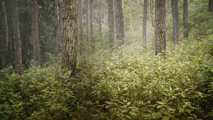 Trees and green bushes cover a haunted forest. The scene is scary and mysterious. Dramatic smoke or fog effect. Mockup. Copy Space. Wallpaper or Halloween background