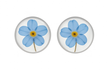 Two delicate blue flowers preserved in clear resin, isolated on transparent background.