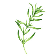 Obraz premium Watercolor illustration of a fresh green tarragon sprig with elongated leaves isolated on white background