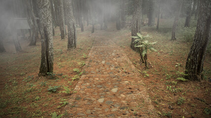Forest with foggy trees and a path. The scene is scary and mysterious. Dramatic smoke or fog effect. Mockup. Copy Space. Wallpaper or Halloween background
