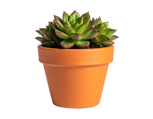 Succulent in terracotta pot (4)