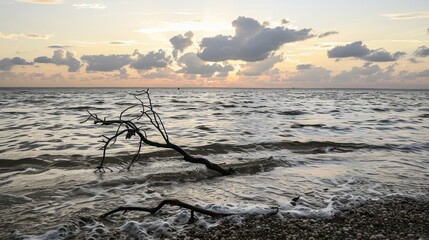 Serene Sunset Over Calm Ocean with Driftwood on Pebble Beach