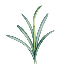 Obraz premium Watercolor depiction of slender, curved leaves with subtle color variations isolated on white background