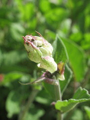Zbliżenie na pąki kwiatowe szałwii królweskiej