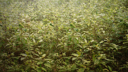 Green bushes cover a haunted forest. The scene is scary and mysterious. Dramatic smoke or fog effect. Mockup. Copy Space. Wallpaper or Halloween background