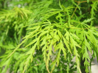 Zbliżenie na gałązkę klona palmowego