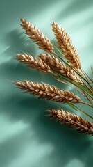 Golden wheat ears on mint green background with shadows